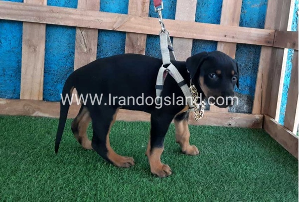 --doberman-84_10