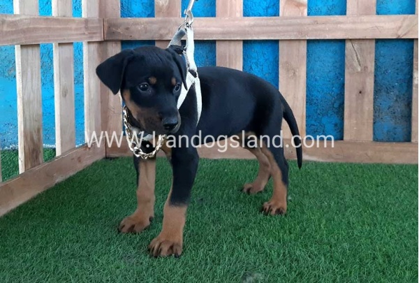 --doberman-84_12