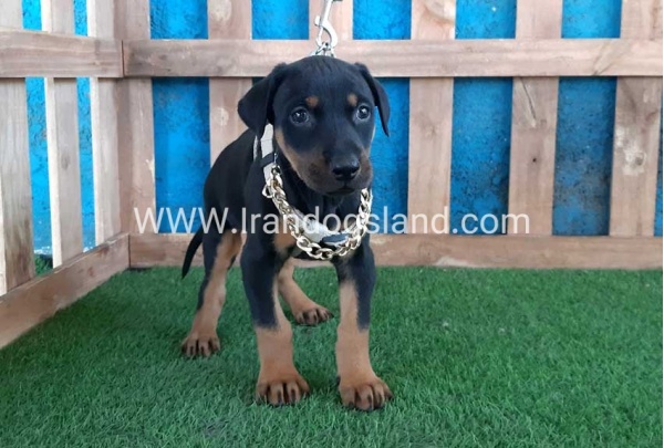 --doberman-84_2