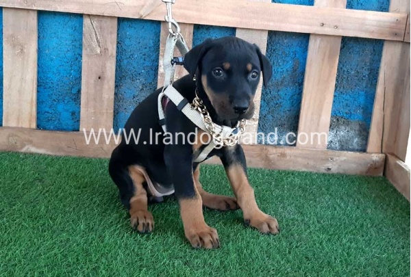 --doberman-84_4