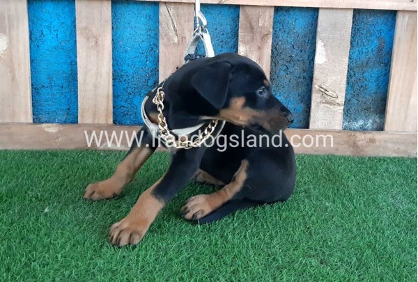 --doberman-84_5