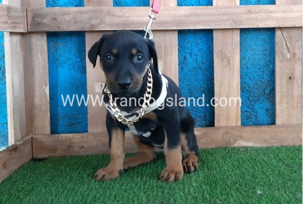 --doberman-84_8