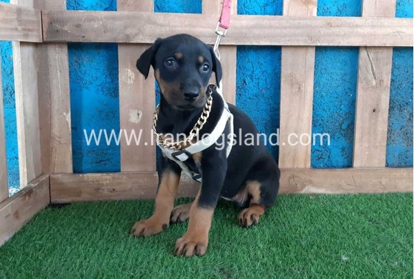 --doberman-84_9