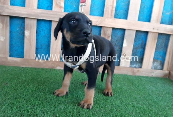 --doberman-85_1