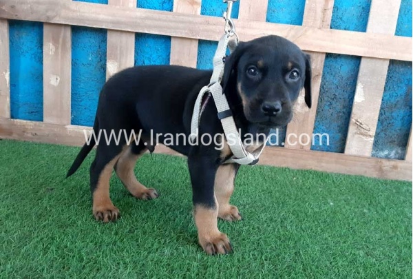 --doberman-85_7