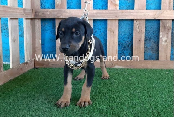 --doberman-86_10