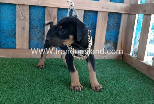 --doberman-86_3