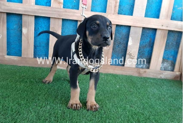 --doberman-86_4