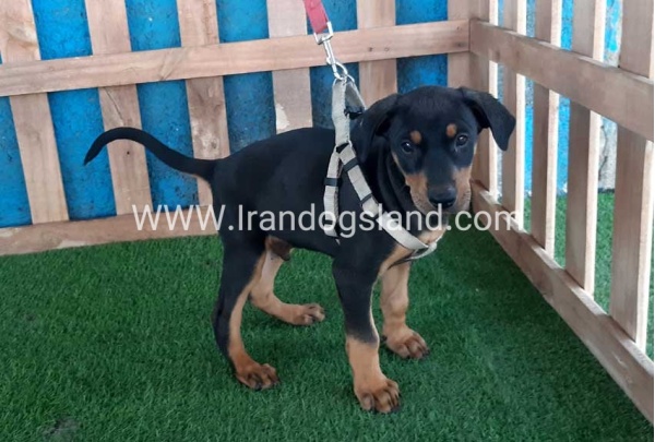 --doberman-88_11