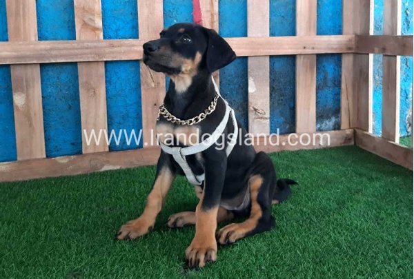 --doberman-89_1