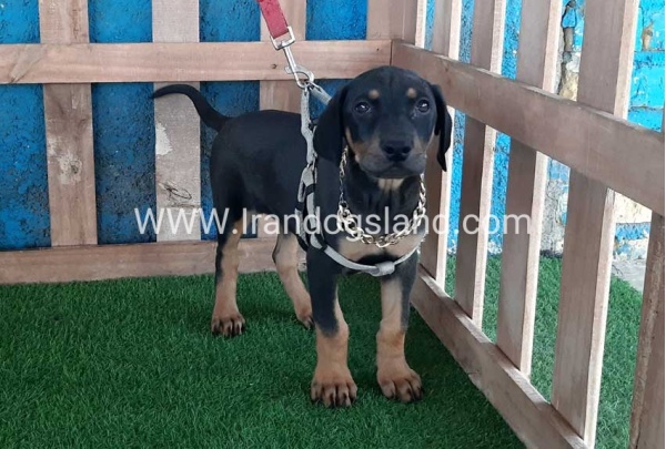 --doberman-89_10