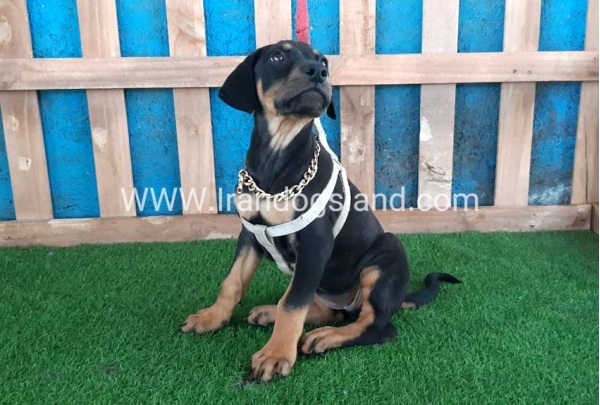 --doberman-89_11