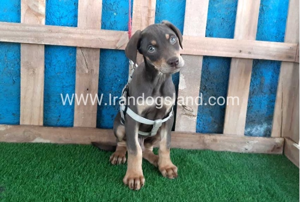 --doberman-90_1