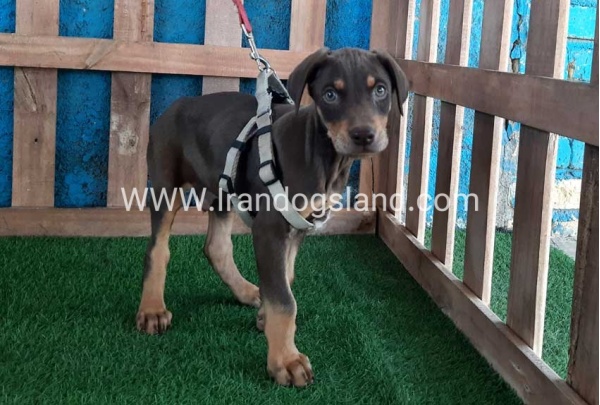 --doberman-90_12