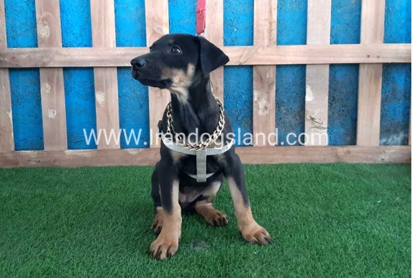 --doberman-91_5
