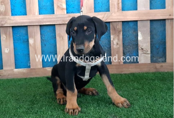 --doberman-92_1