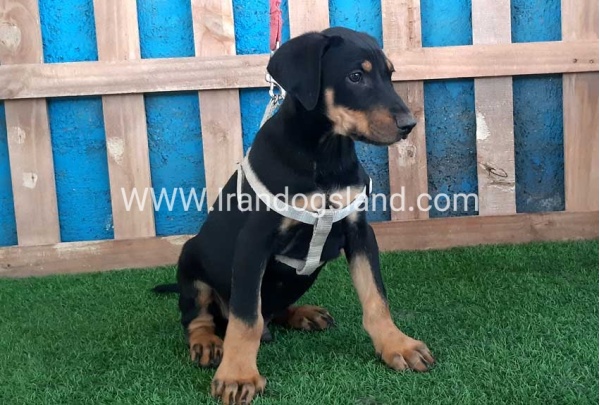 --doberman-92_2