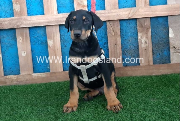 --doberman-92_6
