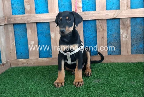 --doberman-92_8