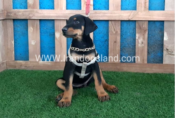 --doberman-93_10