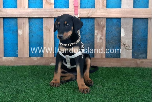 --doberman-93_2