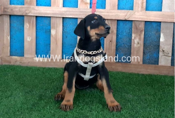 --doberman-93_9