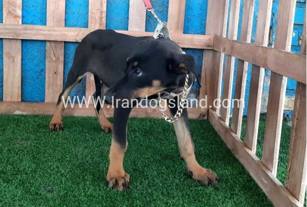 --doberman-94_2