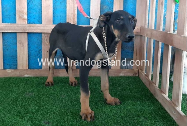 --doberman-94_4