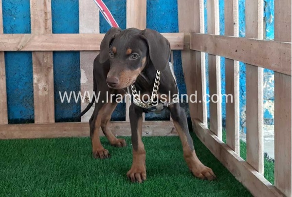 --doberman-97_1