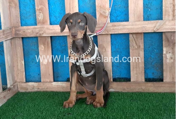 --doberman-97_10