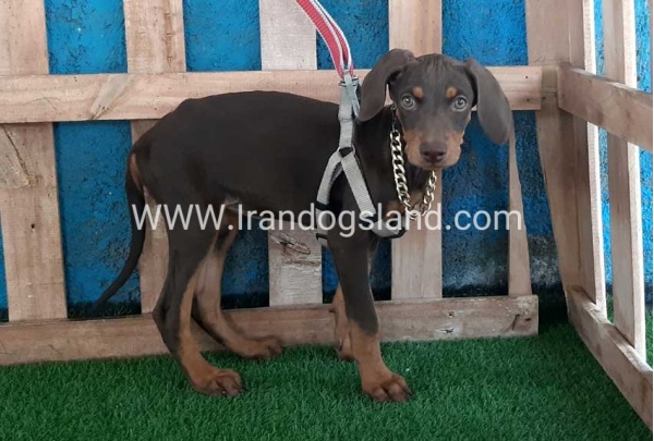 --doberman-97_11