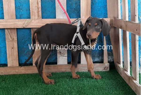 --doberman-97_12