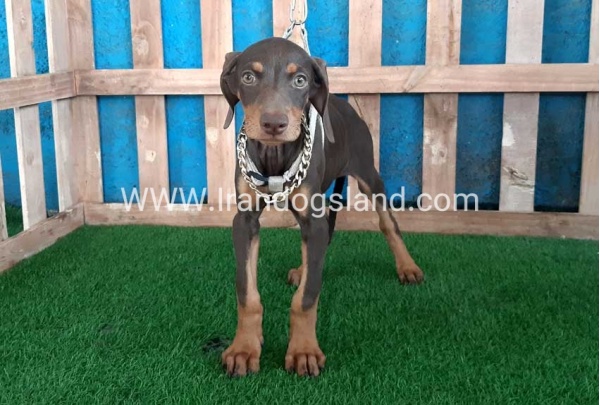 --doberman-97_2