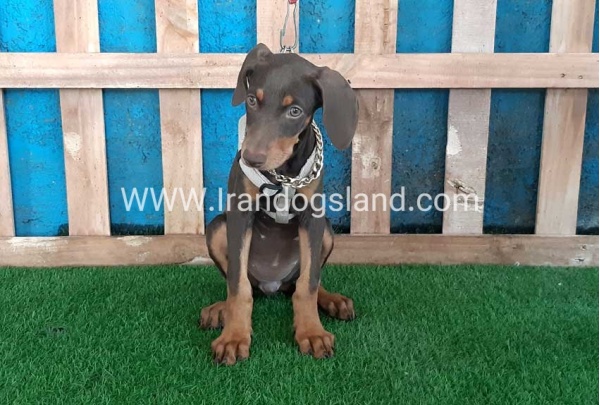 --doberman-97_3