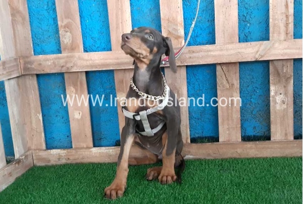 --doberman-97_5