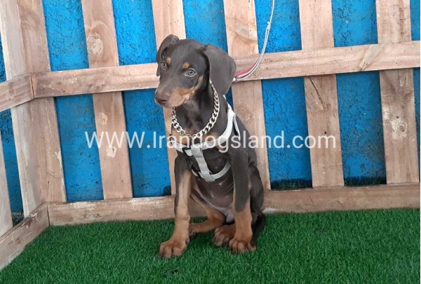 --doberman-97_6