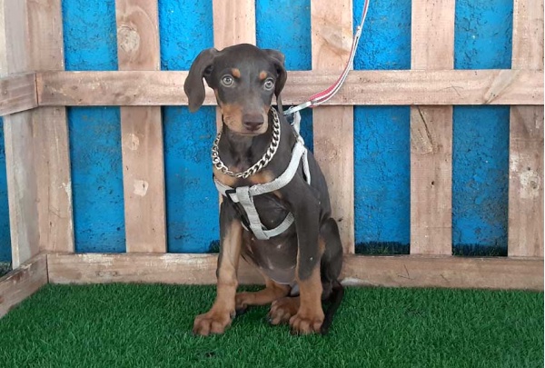--doberman-97_8