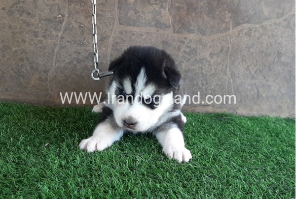 --husky-105_1