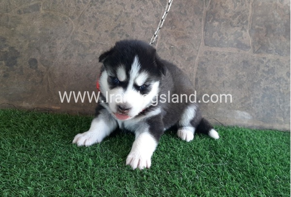 --husky-105_10