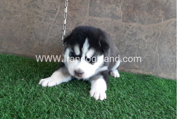 --husky-105_2