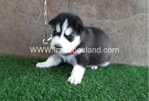--husky-105_3
