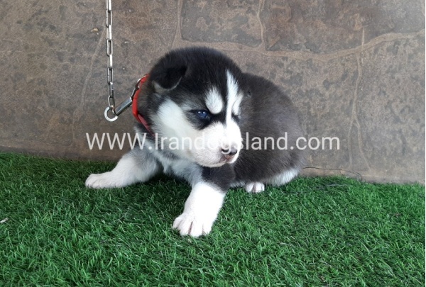 --husky-105_4