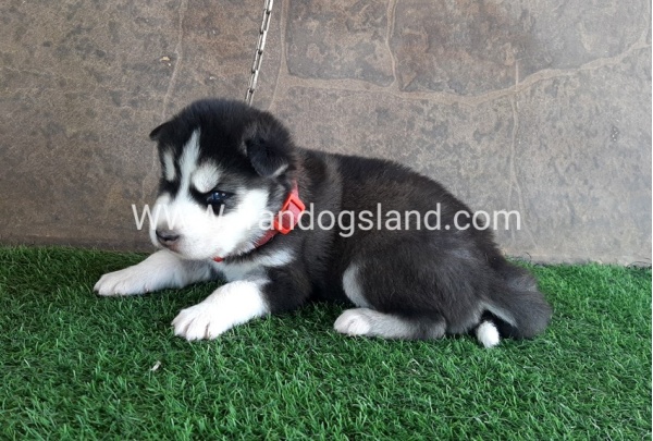 --husky-105_6