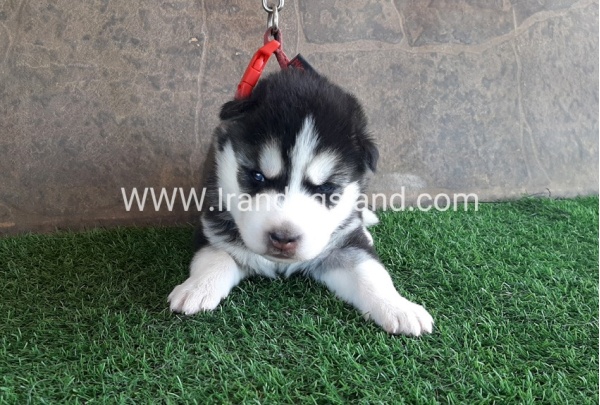 --husky-105_8