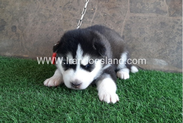 --husky-105_9