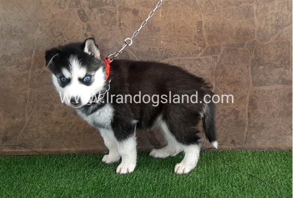 --husky-107_1