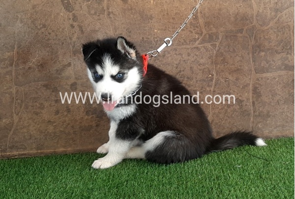 --husky-107_10
