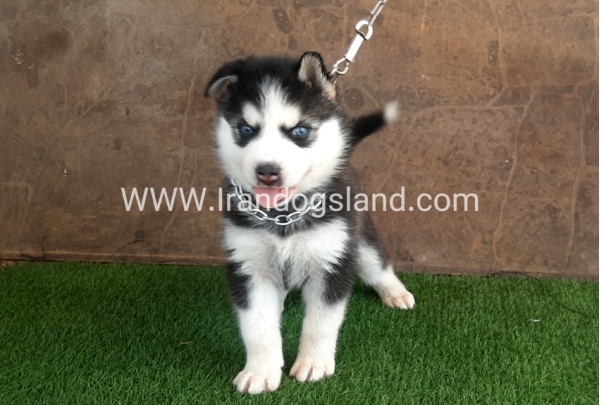 --husky-107_11