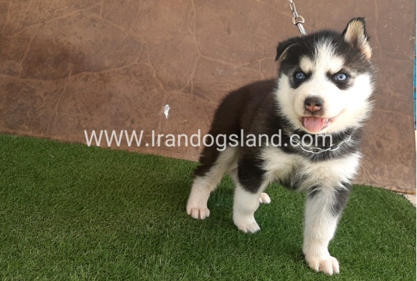 --husky-107_12