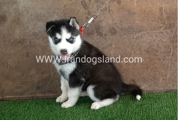 --husky-107_2